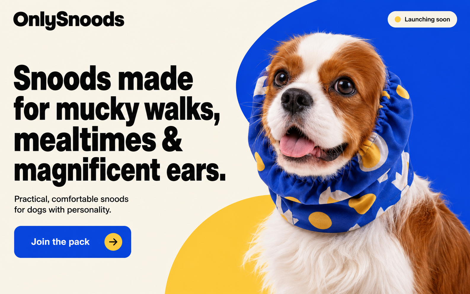 A happy Blenheim Cavalier King Charles Spaniel wearing a blue and yellow snood